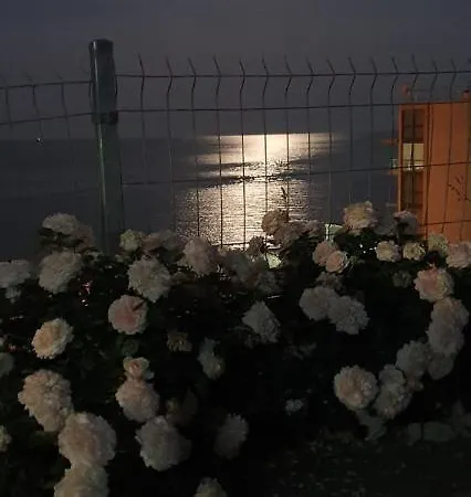 свети йоан кръстител - San Juan Bautista *